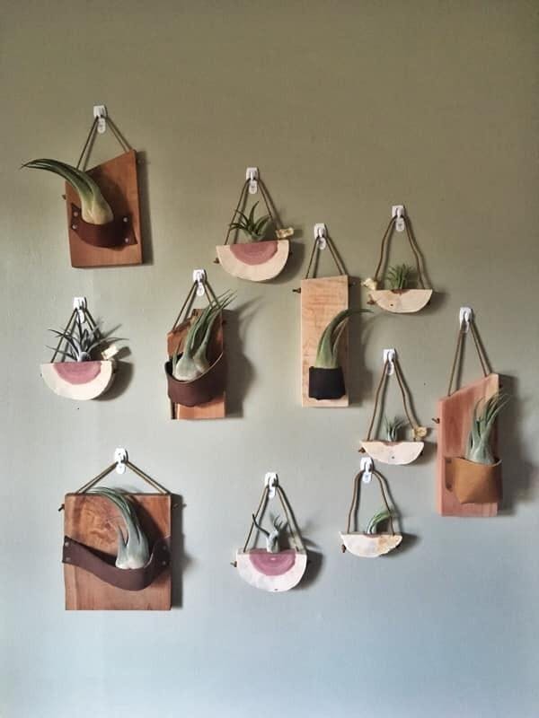 Wholesale - Storefront Starter Pack - Set of 33 Medium-Large Air Plants + 15 Ionanthas