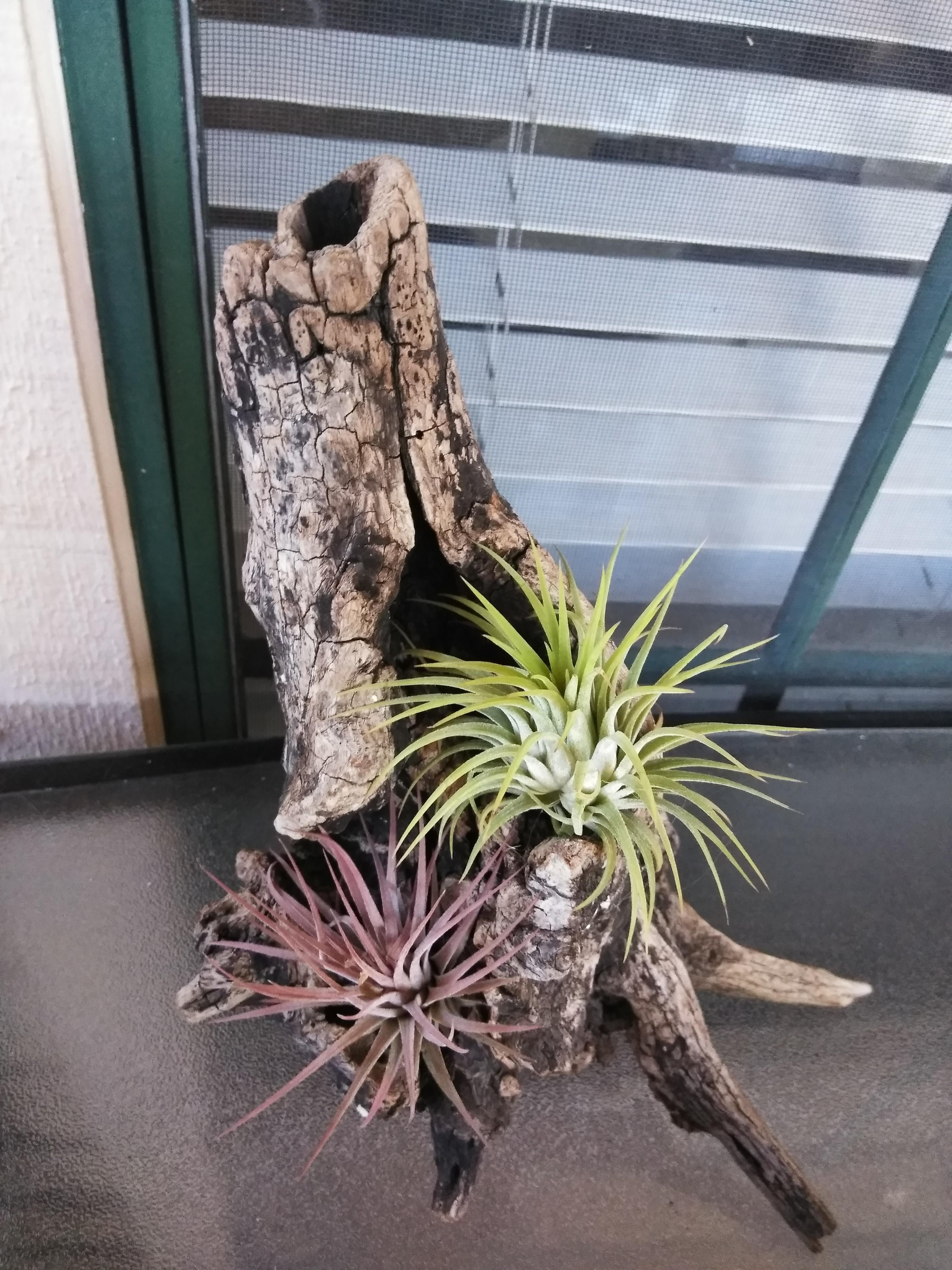 E-6000 Glue for attaching Tillandsia Air Plants to Mediums  Air Plant Shop