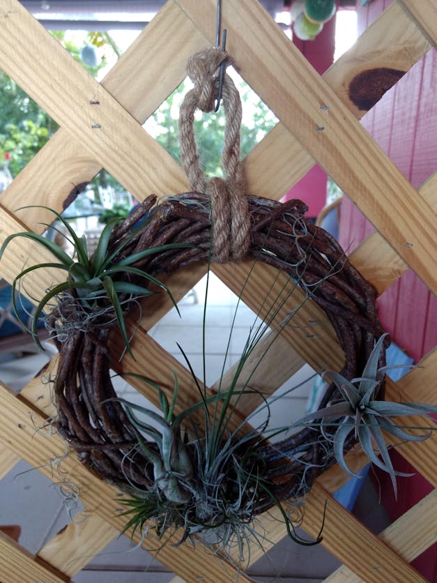 Wholesale - Storefront Starter Pack - Set of 33 Medium-Large Air Plants + 15 Ionanthas