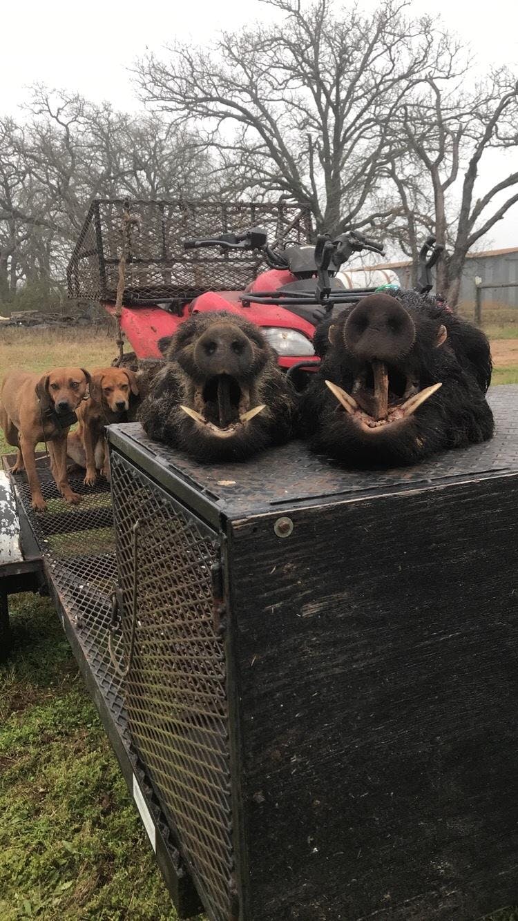 STAINLESS CHAIN/NYLON LEAD - Wild Boar USA/Ugly Dog Ranch