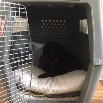 Petmate Airline Cargo Crate Giant for Dogs IATA Compliant