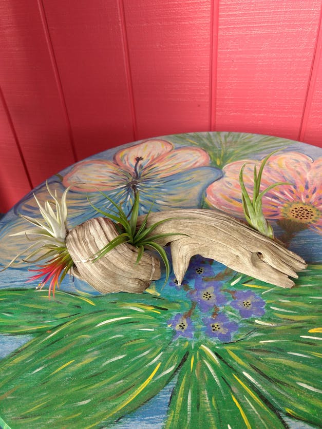 Wholesale - Storefront Starter Pack - Set of 33 Medium-Large Air Plants + 15 Ionanthas