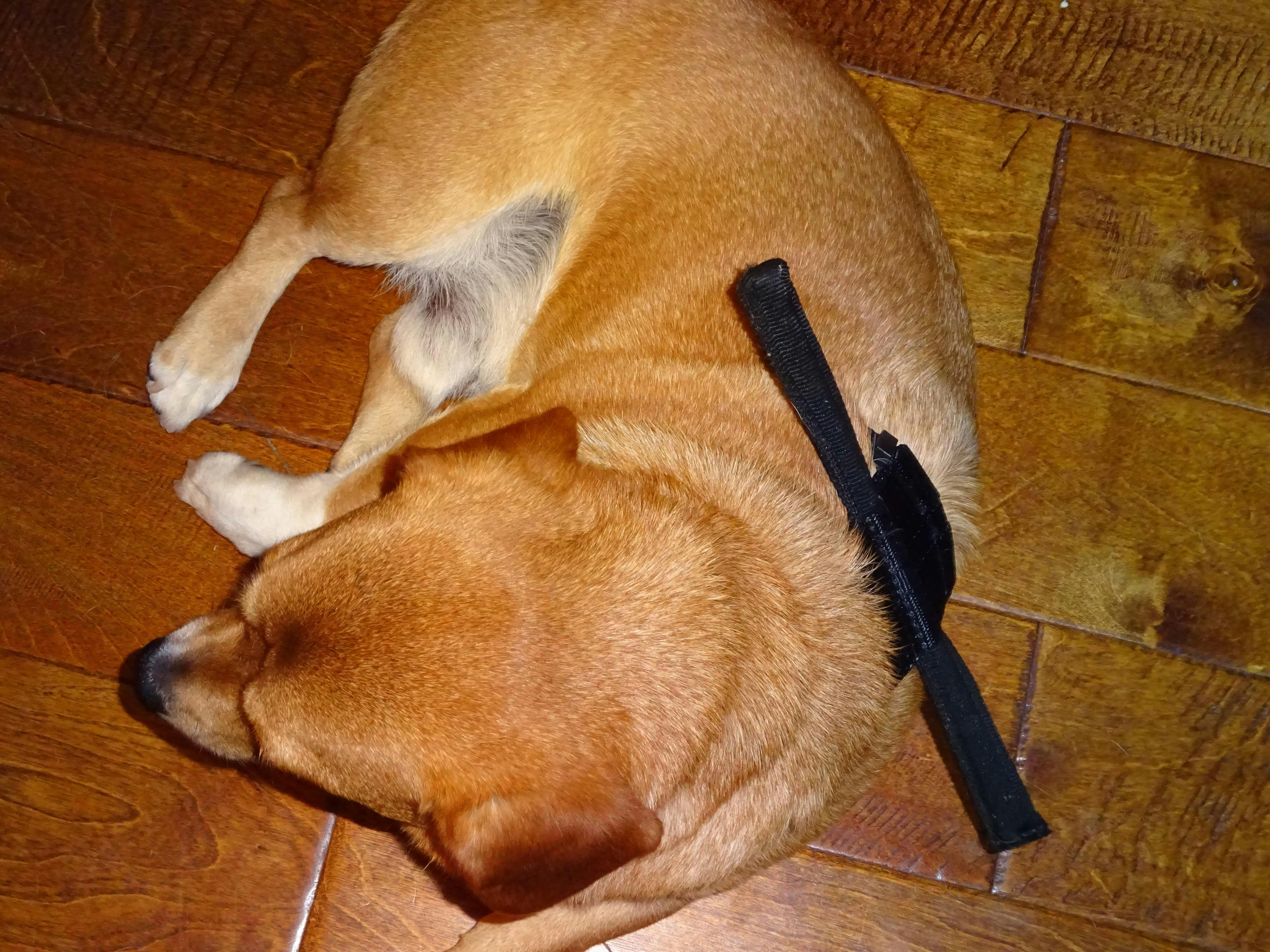 Safe Behind Bars Dog Harness – Dog-Gamutt