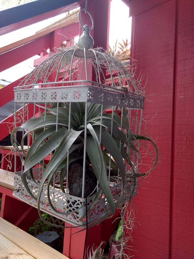 Wholesale - Storefront Starter Pack - Set of 33 Medium-Large Air Plants + 15 Ionanthas