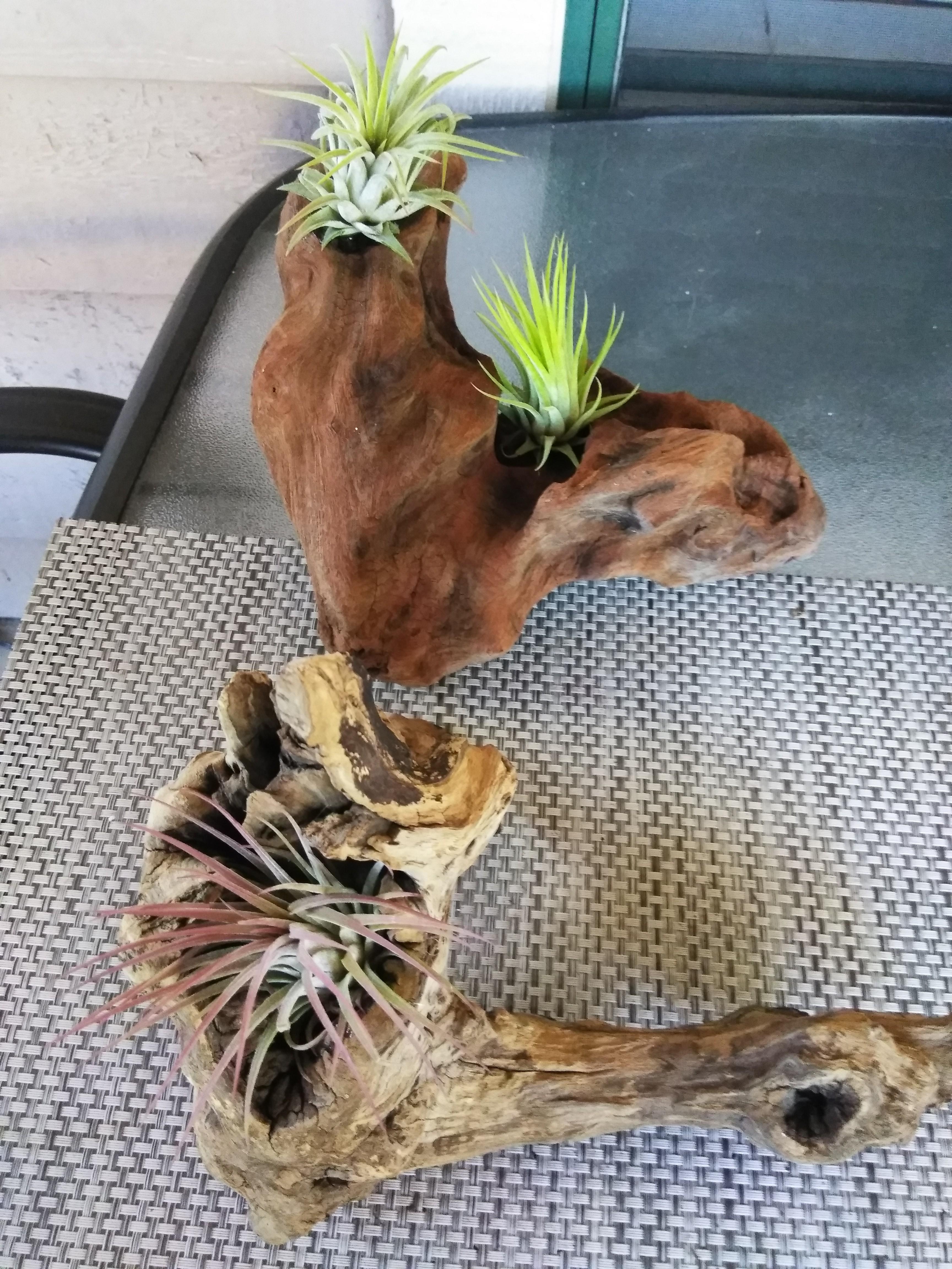 E-6000 Glue for attaching Tillandsia Air Plants to Mediums  Air Plant Shop
