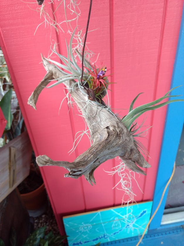 Wholesale - Storefront Starter Pack - Set of 33 Medium-Large Air Plants + 15 Ionanthas