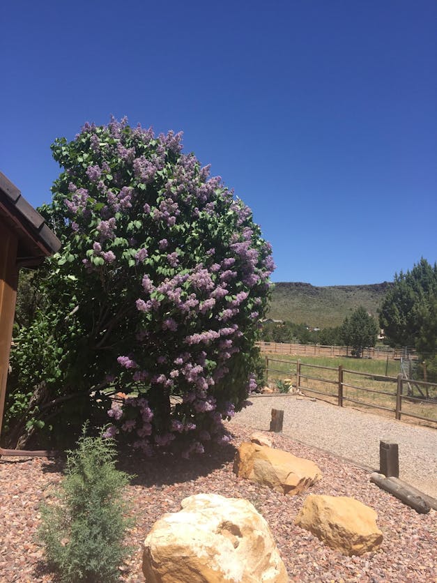 Husqvarna YTH22V46 (96045004200) (Drive) Riding Lawn Mower Replacement Belt