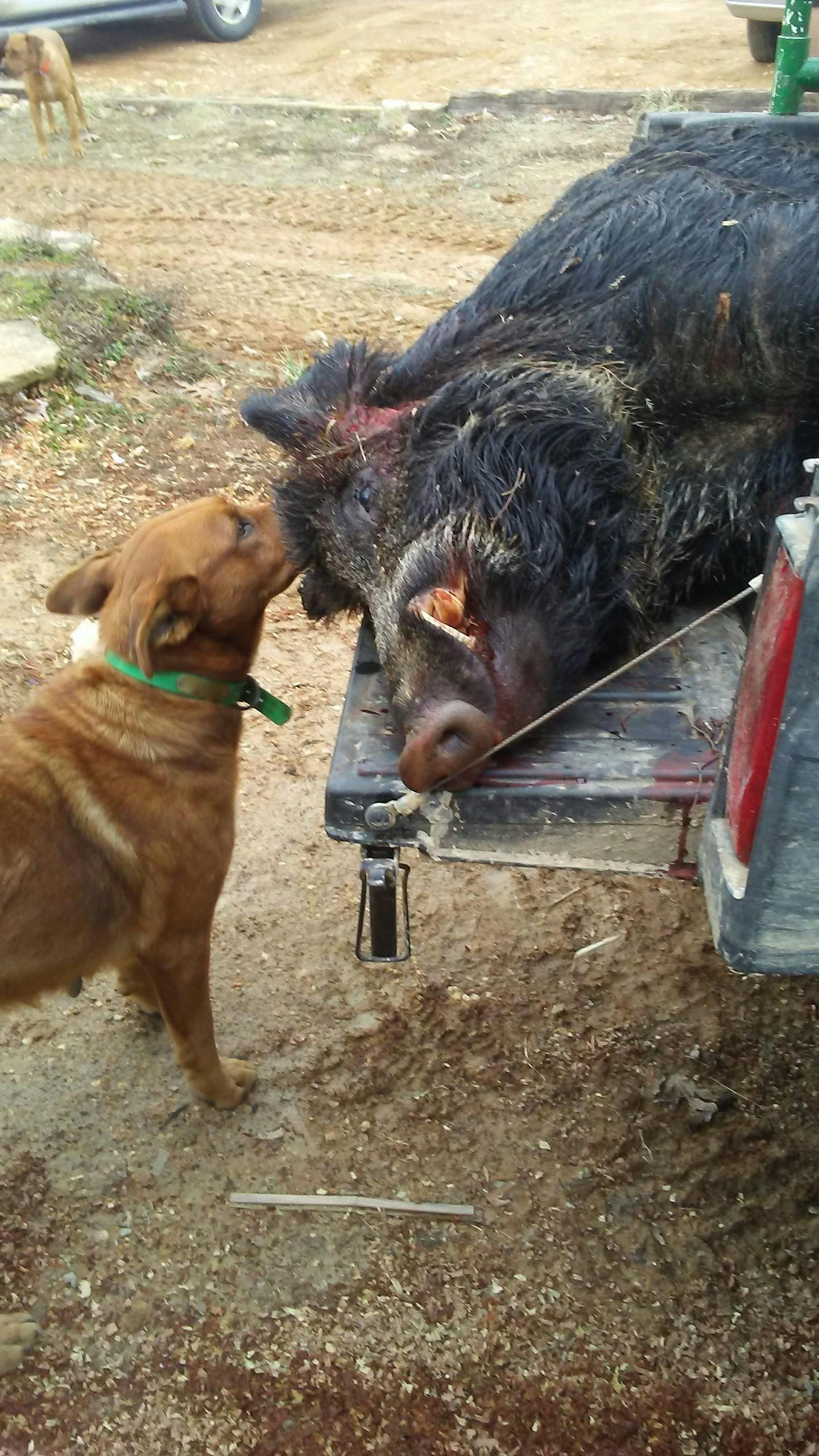 Ugly dog clearance cut vest